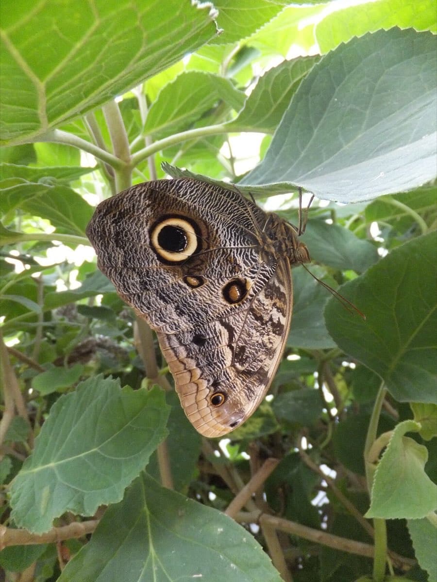 Una Caligo memnon nella serra