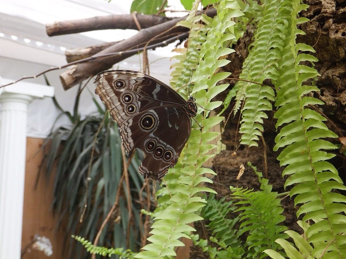 Una Morpho peleides nella serra tropicale